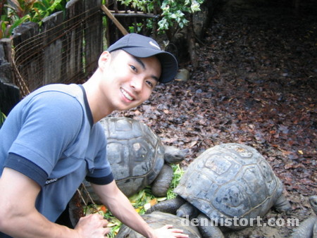 Tortoises in Avilon Zoo, Rizal Philippines